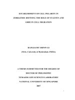 Establishment of cell polarity in zebrafish  role of staufen and GRB2 in cell migration 