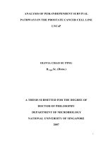 Analysis of p13k independent survival pathways in the prostate cancer cell line LN cap 1 