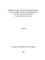 Zebrafish liver and pancreas development 1 roles of rbp4 in early liver formation 2  genetic ablation to deduce pancreas cell lineage 