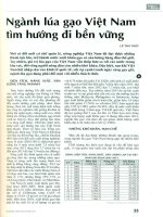 Ngành lúa gạo việt nam tìm hướng đi bền vững 