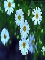 Bài giảng điện tử sinh học lớp 8 tham khảo thao giảng bài 6 phản xạ (27) 