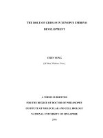 The role of GRIM 19 in xenopus embryo development 