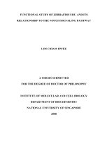 Functional study of zebrafish udu and its relationship to the notch signaling pathway 
