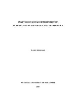 Analysis of gonad differentiation in zebrafish by histology and transgenics 