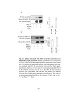 The roles of shca proteins in response to oxidative stress 2 