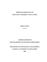 Improved modelling of the human cerebral vasculature 