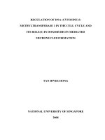 Regulation of DNA (cytosine 5) methyltransferase 1 in the cell cycle and its role(s) in doxorubicin mediated micronuclei formation 