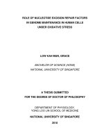 Role of nucleotide excision repair factors in genome maintenance in human cells under oxidative stress 