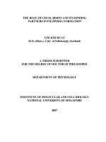 The role of CDC42, 1RSP53 and its binding partners in filopodia formation 