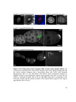 Functional analysis of the nuage, a unique germline organelle, in drosophila melanogaster 4 