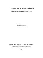 The function of TOM1 l1 in bridging EGFR signaling and endocytosis 