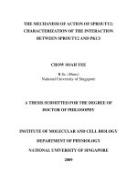The mechanism of action of sprouty2 characterization of the interaction between sprouty2 and PKCdelta 