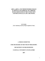 siRNA, miRNA and their possible roles in molecular therapy of chronic human hepatitis b virus infection and hepatocellular carcinoma 