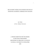 Mechanisms in dendrite pruning of drosophila dendritic arborization neurons 