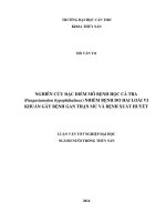 nghiên cứu đặc điểm mô bệnh học cá tra (pangasianodon hypophthalmus) nhiễm bệnh do hai loài vi khuẩn gây bệnh gan thận mủ và bệnh xuất huyết