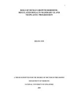 Role of human growth hormone regulated HOXA1 in mammary gland neoplastic progression 