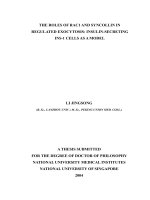 The roles of rac1 and syncollin in regulated exocytosis  insulin secreting INS 1 cells as a model 