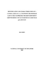Identification and characterization of a candida albicans alpha 1,2 mannosyltransferase CaMNN5 that suppresses the iron dependent growth defect of saccharomyces cerevisiae aft1 delta mutant 
