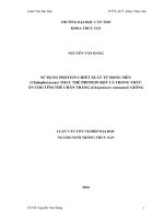 sử dụng protein chiết xuất từ rong mền (cladophoraceae) thay thế protein bột cá trong thức ăn cho tôm thẻ chân trắng (litopenaeus vannamei) giống