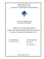 phân lập và tuyển chọn vi khuẩn có khả năng sinh tổng hợp enzyme collagenase từ mắm cá cơm, mắm cá linh, mắm cá sặc