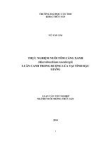 thực nghiệm nuôi tôm càng xanh (macrobrachium rosenbergii) luân canh trong ruộng lúa tại tỉnh hậu giang