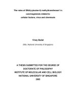 The roles of DNA(cytosine 5) methyltransferase1 in carcinogenesis related to cellular factors, virus and chemicals 