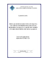 phân lập, đánh giá khả năng gây hại của các chủng nấm rhizoctonia solani gây bệnh đốm vằn hại lúa và bước đầu nghiên cứu biện pháp phòng trừ bằng xạ khuẩn