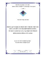 phân lập vi khuẩn phân hủy thuốc trừ sâu gốc lân hữu cơ chlorpyrifos ethyl từ đất canh tác lúa tại một số tỉnh ở đồng bằng sông cửu long