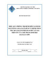 hiệu quả phòng trị bệnh héo xanh do ralstonia solanacearum và bệnh thán thư do colletotrichum spp  gây ra trên ớt của chế phẩm sinh học bacillus spp