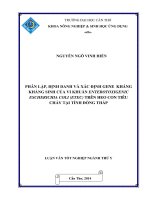 phân lập, định danh và xác định gene kháng kháng sinh của vi khuẩn enterotoxigenic escherichia coli (etec) trên heo con tiêu chảy tại tỉnh đồng tháp