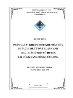 phân lập vi khuẩn hiếu khí phân hủy butachlor từ đất luân canh lúa – màu ở một số huyện tại đồng bằng sông cửu long