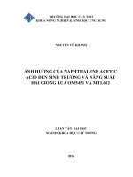 ảnh hưởng của naphthalene acetic acid đến sinh trưởng và năng suất hai giống lúa om5451 và mtl612