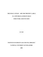 The small GTPASE   ARF like protein 1 (ARL1) is a new regulator of golgi structure and function 
