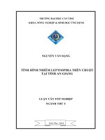 tình hình nhiễm leptospira trên chuộttại tỉnh an giang