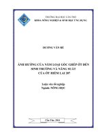 ảnh hưởng của năm loại gốc ghép ớt đến sinh trưởng và năng suất của ớt hiểm lai 207