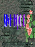 Bài giảng sinh học lớp 6 thao giảng tham khảo bài cấu tạo tế bào thực vật (5) 