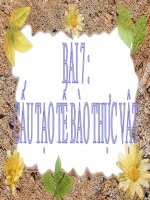 Bài giảng sinh học lớp 6 thao giảng tham khảo bài cấu tạo tế bào thực vật (7) 