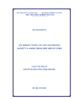 xác định sự tương tác giữa hai protein atmpk3 và atmyb77 trong điều kiện in vitro