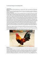 Tả chú gà trống mà em thích nhất 