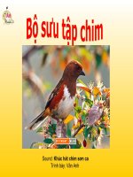 Khúc Hát  Chim Sơn Ca  Vân Anh