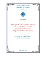 phân lập chất từ cao ethyl acetate của vỏ cây bằng lăng nước (lagerstroemia speciosa) thuộc chi tử vi (lagerstroemia)