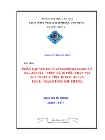 phân lập vi khuẩn escherichia coli và salmonella trên gà bị tiêu chảy tại hai trại gà thịt thuộc huyện châu thành tỉnh sóc trăng