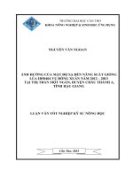 ảnh hưởng của mật độ sạ đến năng suất giống lúa ir50404 vụ đông xuân năm 2012 – 2013 tại thị trấn một ngàn, huyện châu thành a, tỉnh hậu giang