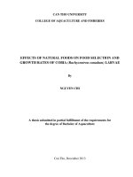 effects of natural foods on food selection and growth rates of cobia (rachycentron canadum) larvae