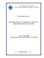 lọc dòng thuần từ giống lúa halos 76theo hướng phẩm chất tốt