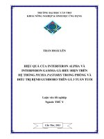 Hiểu quả cảu interferon alpha và interfrron gâm gà biểu hiện trên hệ thống pichia pastoris trong phòng và điều trị bệnh gumboro trên gà 3 tuần tuổi