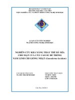 nghiên cứu khả năng thay thế bã mía cho mạt cưa cây cao su để trồng nấm linh chi giống nhật (ganoderma lucidum)