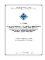 khảo sát thành phần côn trùng và nhện gây hại trên ớt tại huyện chợ mới, tỉnh an giang  đặc điểm hình thái, sinh học của bù lạch scritothrips dorsalis hood trong điều kiện phòng thí nghiệm