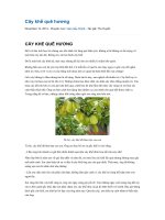 Cây khế quê hương 