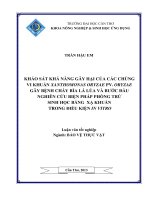 khảo sát khả năng gây hại của các chủng vi khuẩn xanthomonas oryzae pv. oryzae gây bệnh cháy bìa lá lúa và bước đầu nghiên cứu biện pháp phòng trừ sinh học bằng xạ khuẩn trong điều kiện in vitro